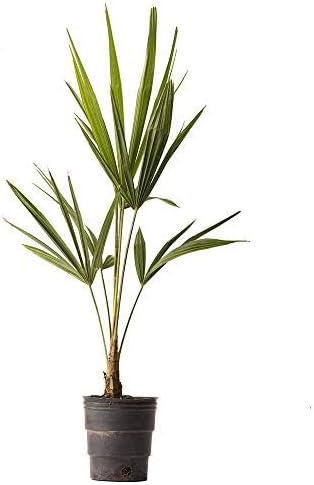 American Plant Exchange Windmill Palm Tree, 4-Inch Pot, Cold Hardy, Drought Tolerant, Easy Care Tropical Live Plant for Outdoor Landscapes