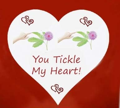 Valentine's Day TickleMe Plant Gift Kit - You Tickle My Heart - Grow The Playful Plant That Closes its Leaves When Tickled or Kissed! Adult Plants can Produce Sparkling Pink Flowers. Complete kit.
