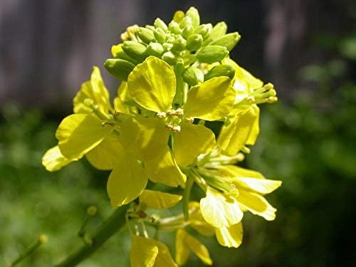 Seeds Vegetable Black Mustard - 500 Seeds
