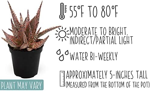 Live Aloe Plant Succulents, Succulents Plants Live in Potting Soil Mix, Potted Succulents Live Plants, Star Aloe Plants Live with Cacti Pots, Cactus Plants Live Succulent Plants by Plants for Pets