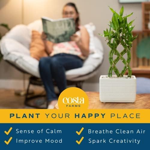 Costa Farms Lucky Bamboo Plant, Easy to Grow Live Indoor Houseplant in Ceramic Planter Pot, 12-Inches Tall| Valentines Day Gift | Valentines Day Decoration