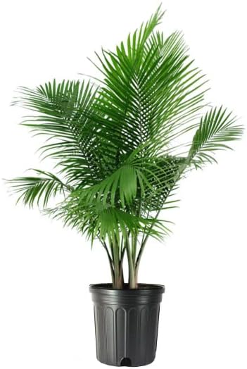 American Plant Exchange Majesty Palm Tree, Large Live Indoor Houseplant, Easy Care Patio Floor Palm, Pet Safe Air Purifying Plant for Home Office & Garden Décor, 10-Inch Pot, 3-4 Feet Tall