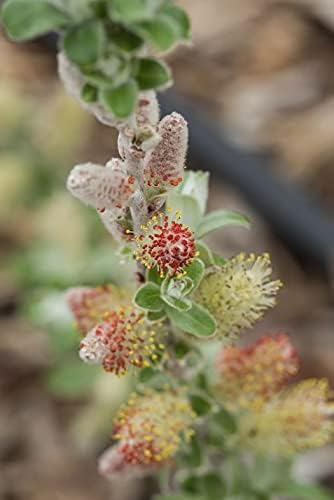 Salix Candida Iceberg Alley (Sageleaf Willow) Shrub, 2-Size Container, Silvery Foliage