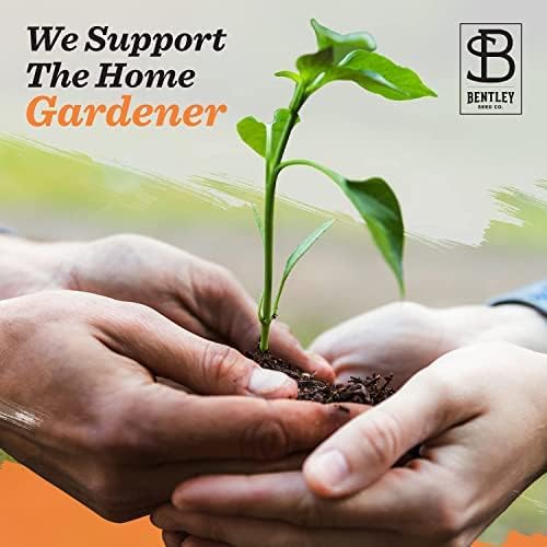 Bentley Seed Co. | Memorial Vintage Gift | Non-GMO, Non-Coated Blue Flax Seed Packets | Memorial & Funeral Keepsake | Linum Lewisii