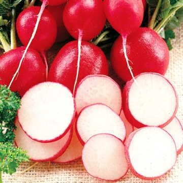 Park Seed Radish Vegatable Plant Seeds, Easy to Grow, Variety of Colors, Spring Garden, Cherriette Hybrid, Pack of 400.