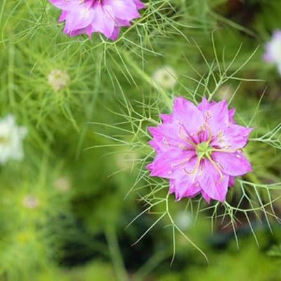 Outsidepride 2000 Seeds Annual Nigella Rose Love-in-a-Mist Flower Seeds for Planting
