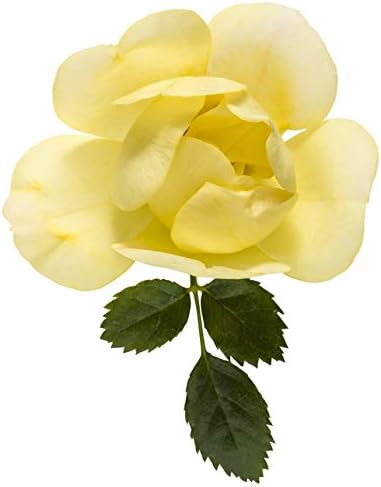 Proven Winners - Rosa OSO EASY Lemon Zest (Rose) Rose, yellow flowers, #2 - Size Container