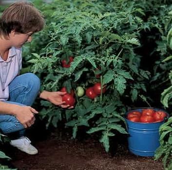 Park Seed Variety of Tomato Vegetable Seeds, Plant Seeds, Easy to Grow, Perfect for Harvesting, Better Bush Improved Hybrid, Pack of 1000