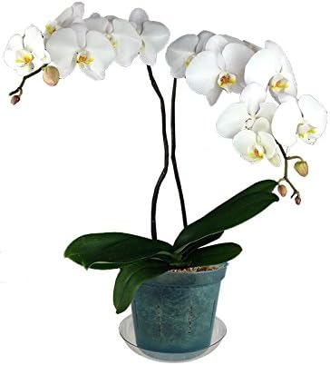 rePotme 4 inch Orchid Pot 3 Pack - Slotted Orchid Pots with Holes for Repotting (Blue Sapphire)