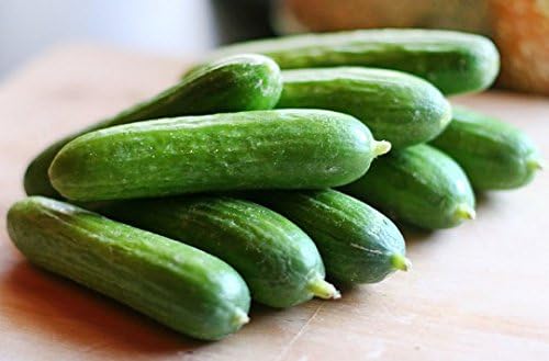 US Grown 30 Persian Beit Alpha a.k.a. Lebanese Cucumber Seeds Heirloom Non-GMO Burpless Sweet Non-Bitter and Acid Free, Crispy and Sweet, Fragrant and Delicious, Cucumis sativus, Grown in USA