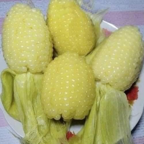 25+ Seeds Bap NEP nu SUA Seeds Rare find Asian