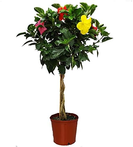 Braided Hibiscus Tree - Mixed (3 to 4 Flower Colors) - Overall Height 36" to 42" - Tropical Plants of Florida