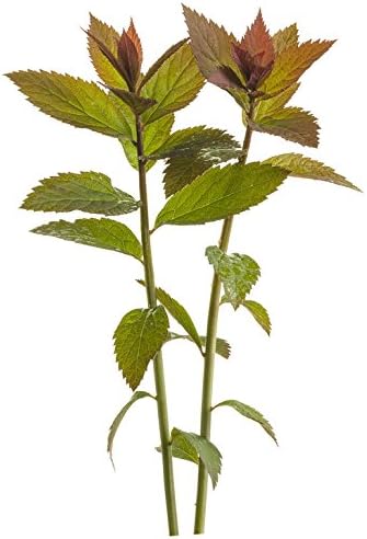 Proven Winners - Spiraea jap. Double Play Red (Spirea) Shrub, red flowers, #3 - Size Container