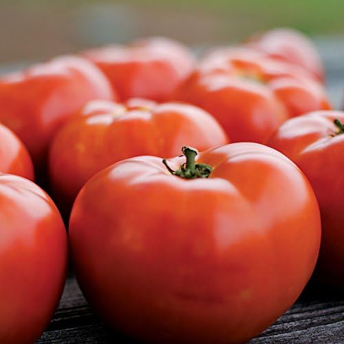 Park Seed Variety of Tomato Vegetable Seeds, Plant Seeds, Easy to Grow, Perfect for Harvesting, Park's Legacy, Pack of 20