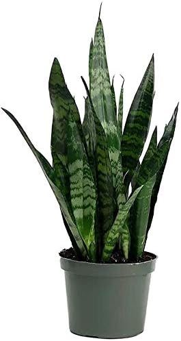 American Plant Exchange Snake Plant, Green Sansevieria Zeylanica, 6-Inch Pot, Easy-to-Care, Air Purifying Indoor Houseplant for Home, Office & Garden Décor or Gifting