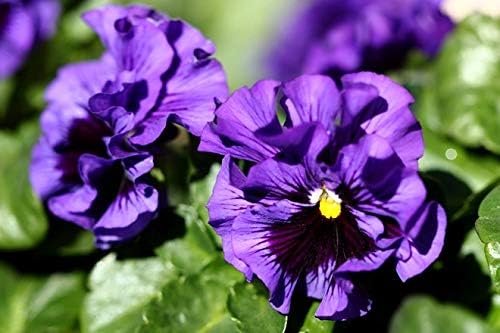 Ruffled Frilly Mixed Pansy Seed 40+ Seeds for Planting Frizzle Sizzle Flower