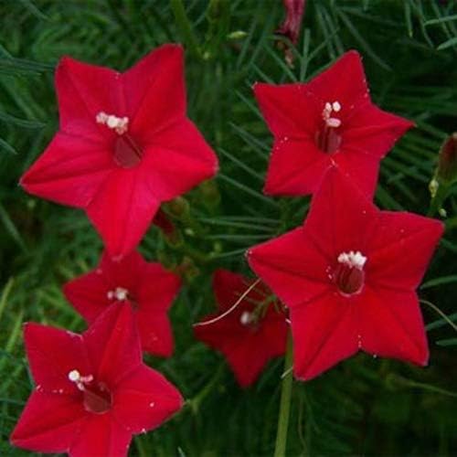 Outsidepride 100 Seeds Annual Red Cypress Vine Flower Seeds for Planting