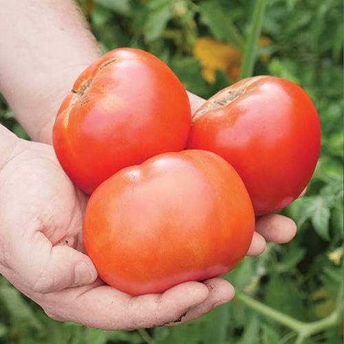 Park Seed Variety of Tomato Vegetable Seeds, Plant Seeds, Easy to Grow, Perfect for Harvesting, Whopper CR Improved Hybrid, Pack of 30