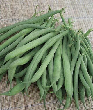 Burpee Stringless Green Bean Seeds for Planting, 50+ Heirloom Seeds Per Packet, (Isla's Garden Seeds), Non GMO Seeds, Botanical Name: Phaseolus vulgaris, 85% Germination Rates, Great Home Garden Gift