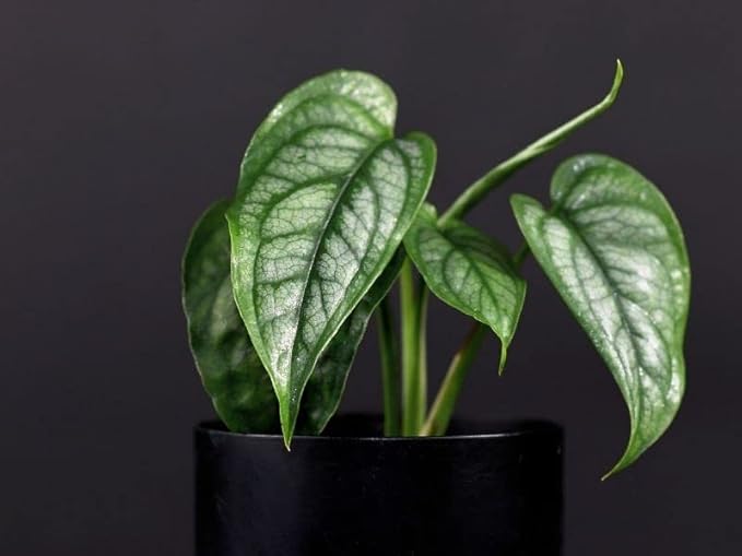 Monstera Siltepecana Matuda Potting Mix - Retains Moisture and Enhances Root Growth - 5 Quart