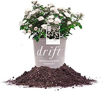 White Drift Rose 1 Gallon