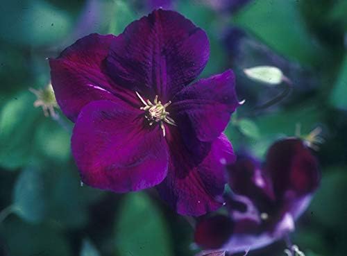 Clematis jackmanii 'Superba' (Clematis) Perennial, deep purple flowers, 8`` - Size Container