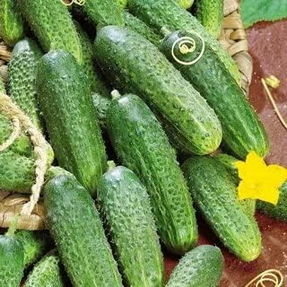 Seeds Self-Pollinated Cucumber Be st Seller 37 Days for Pickling Indoor Non GMO Hybrid