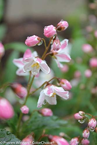 Proven Winners - Deutzia Yuki Cherry Blossom (Yuki Cherry Blossom Deutzia) Shrub, pink flowers, #2 - Size Container