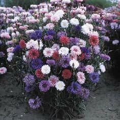 Non GMO Bulk Cornflower/Bachelor Button Seeds - Tall Mix Centaurea cyanus (10 lbs)