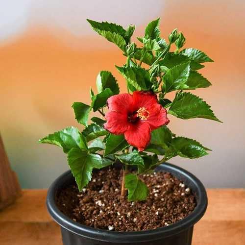 Red Hibiscus. rosa-sinensis. Live Plant - Tropical Blooming Hibiscus, Pretty Flowers, Used in Tea and Juice (4 red Hibiscus sacs)