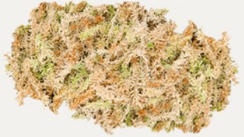 Premium New Zealand Sphagnum Moss, 500g (40L When Hydrated) - Harvested Sustainably from The Pristine West Coast of New Zealand's South Island