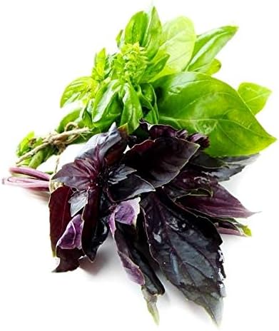 Basil Seed Mix Herb Garden Seeds for Planting 500+ Seeds