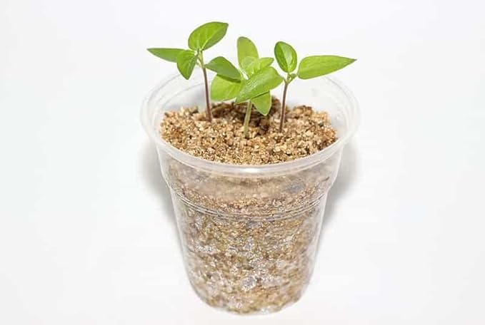 50/50 Perlite Vermiculite Blend - Unlock The Secret to Thriving Plants with Superior Drainage and Moisture Retention - 5 Quart