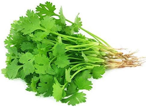 Slow Bolt Cilantro Herb Garden Seeds - 5 Lb ~200,00 seeds - Non-GMO Heirloom Slow Bolt Cilantro Herb Seeds (Coriander) - Outdoor Garden, Indoor Garden, Countertop Microgreens, Organic Micro Greens Kit