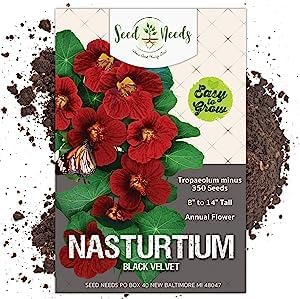 Seed Needs Black Velvet Nasturtium Seeds for Planting - Heirloom, Untreated & Open Pollinated - Edible Yellow Colored Flowers to Plant a Butterfly Garden (Small Pack)