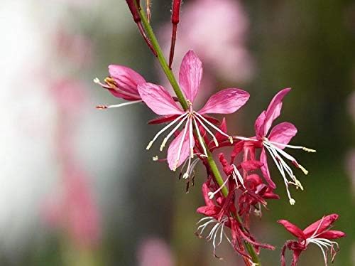 100+ Gaura lindheimeri Flower Seeds White & Pink Gaura Whirling Butterflies Summer Breeze