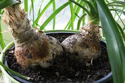 Premium Nolina Plant Potting Mix - Crafted for Robust Growth and Distinctive Form - 1 Quart