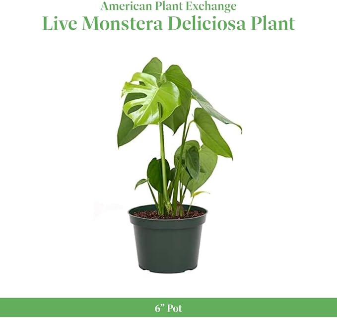 American Plant Exchange Monstera Deliciosa Split Leaf Plant, Live 6-Inch Pot for Home and Garden Decor, Air Purifying Tropical Elegance