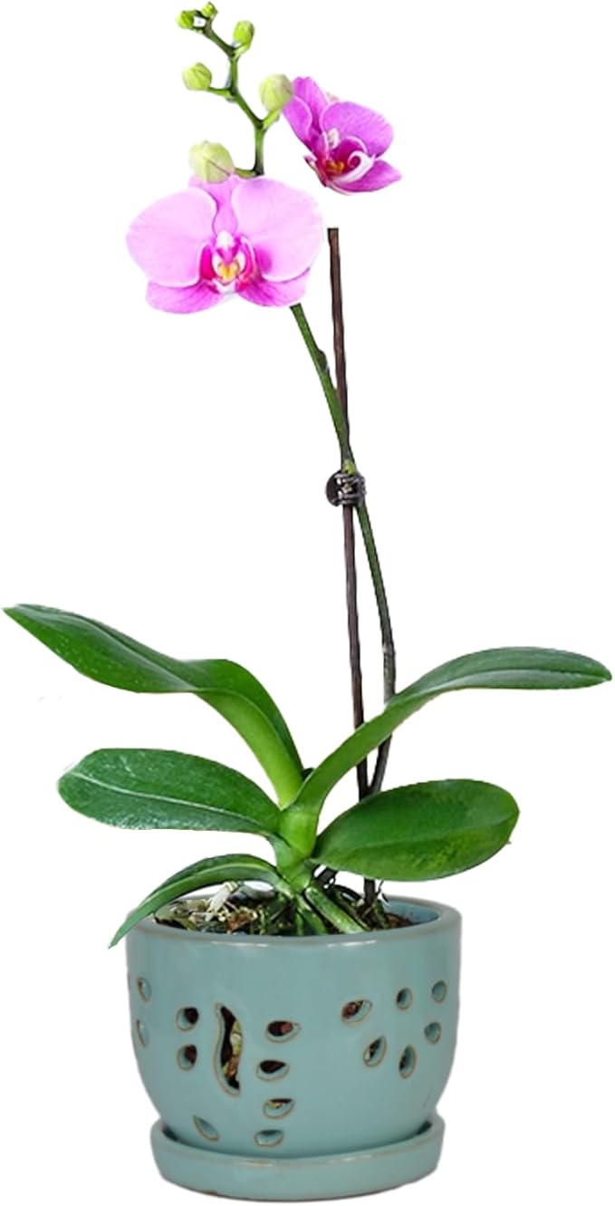 W&W Orchid Pot with Holes and Saucer for Repotting, Turquoise, 5.8 Inches