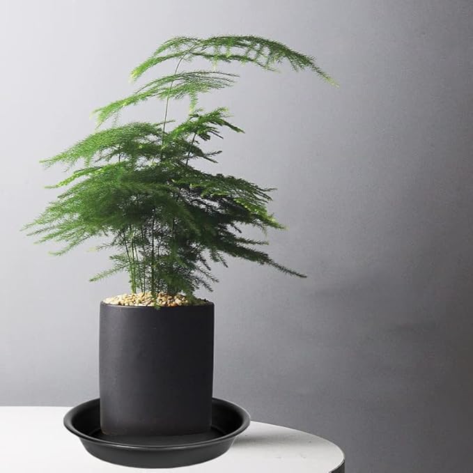 6 Pack Plant Saucer Tray, 4 6 8 10 12 13 15 17 19 inch Plant Saucers, Heavy Duty Plastic Plant Saucers for Indoors, Bird Bath Bowls, Flower Plant Water Trays for pots Planter (6", Black)