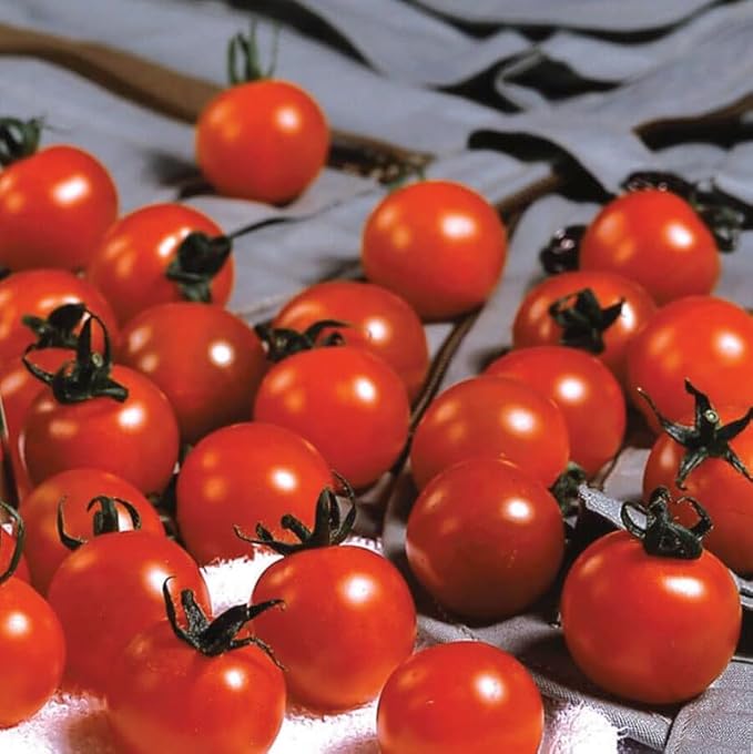 Park Seed Variety of Tomato Vegetable Seeds, Plant Seeds, Easy to Grow, Perfect for Harvesting, Sweet Million Hybrid, Pack of 1000
