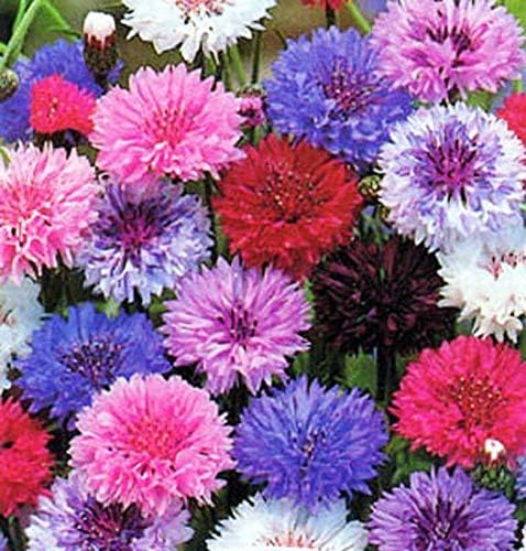 Non GMO Bulk Cornflower/Bachelor Button Seeds -Tall Mix Centaurea cyanus (1/2 Lb) 45,000 Seeds