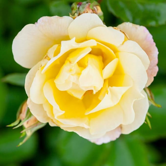 Perfect Plants Popcorn Drift Rose Live Plant, 1 Gallon, Includes Care Guide