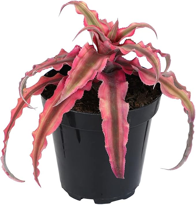 Live Cryptanthus Bromeliad Plant, Cryptanthus bivittatus Pink Star, Indoor Flowering Plant, Earth Star House Plant in Pot, Bromeliads Live Plants in Soil, Colorful Potted Houseplant by Plants for Pets
