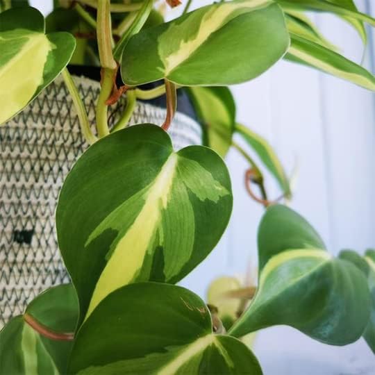 American Plant Exchange Philodendron Brasil, 6-Inch Pot, Chartruse Variegated Foliage, Easy to Care Plant, Live Indoor Houseplant for Home & Office Decor