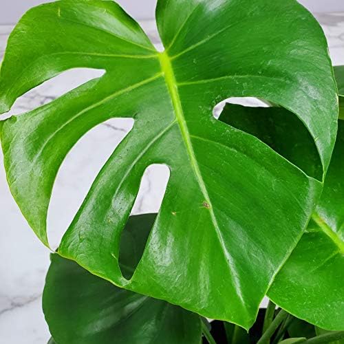 Monstera Deliciosa Plant - Swiss Cheese Split Leaf Philodendron Plant - Large Plant - Overall Height 24" to 28" - Tropical Plants of Florida