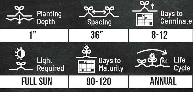 Small Sugar Pumpkin Seeds for Planting - Non-GMO Heirloom Packet with Instructions to Plant a Home Vegetable Garden - Great Gardening Gift - 25 Seeds Per Pack (2 Packets)