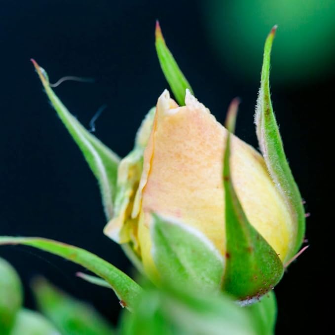 Perfect Plants Popcorn Drift Rose Live Plant, 1 Gallon, Includes Care Guide