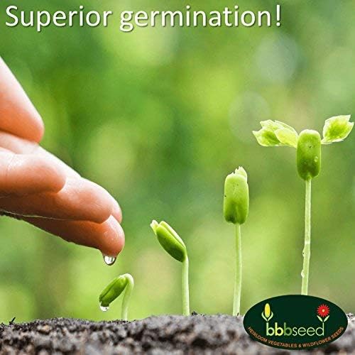 Fragrant Wildflower Seeds Mix - 1oz, Aromatic Annual and Perennial Wildflower Seeds – Create The Perfect Garden with Non-GMO Natural Seeds!