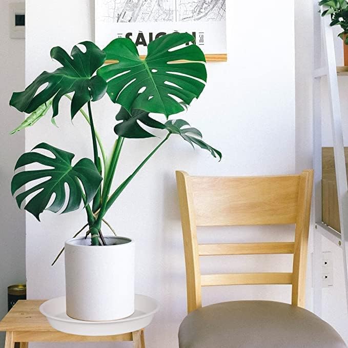 6 Pack Plant Saucer 4 5 inch (4 inch Base), Heavy Sturdy Plant Drainage Tray for Indoors (5", Creamy White)